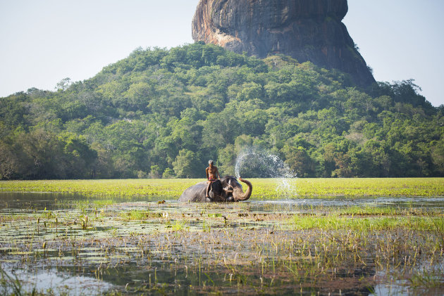 Elephant Bath