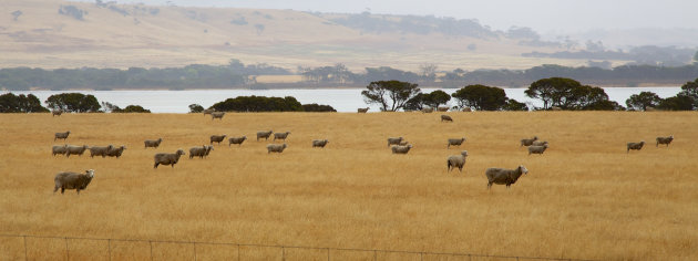 Schapen vlakbij Emu Bay op Kangaroo Island