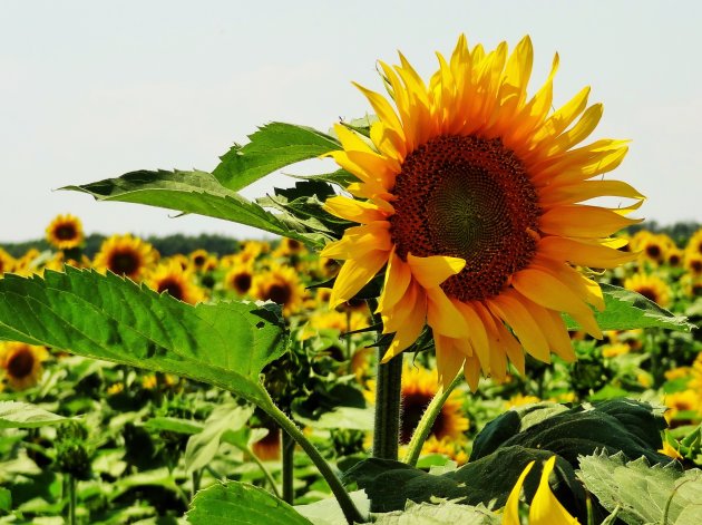 Zonnebloem steekt de kop op