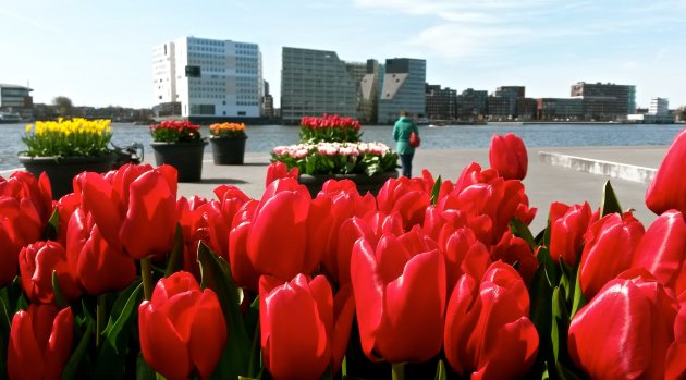 Tulpen in Amsterdam