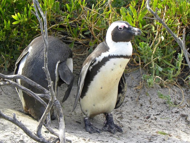 Zoekende pinguins