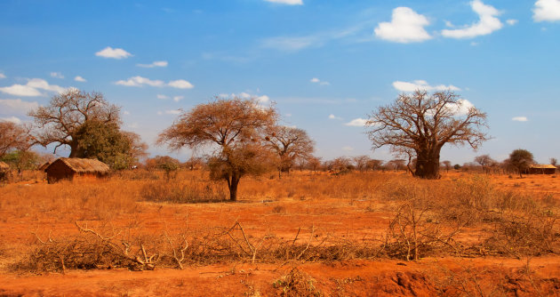 Baobab en rode klei