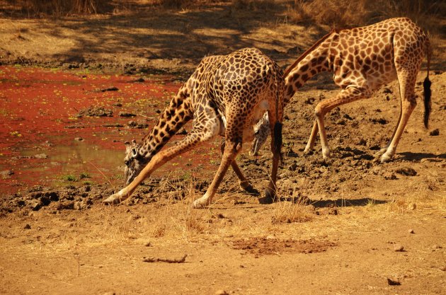 Dorstige Giraffes