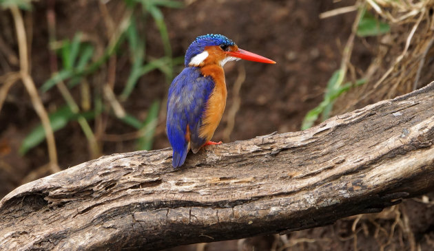 Hee, een ijsvogel!