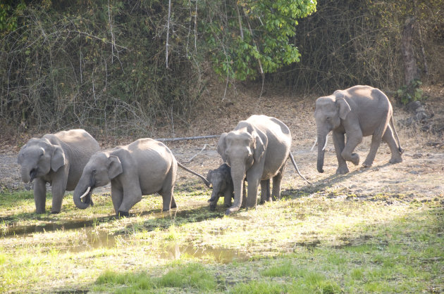 Elephants