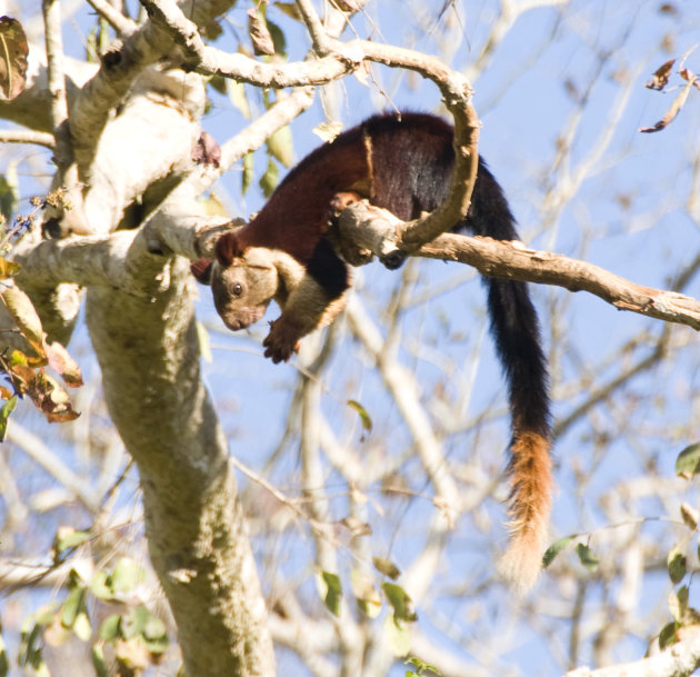 Giant Squirrel