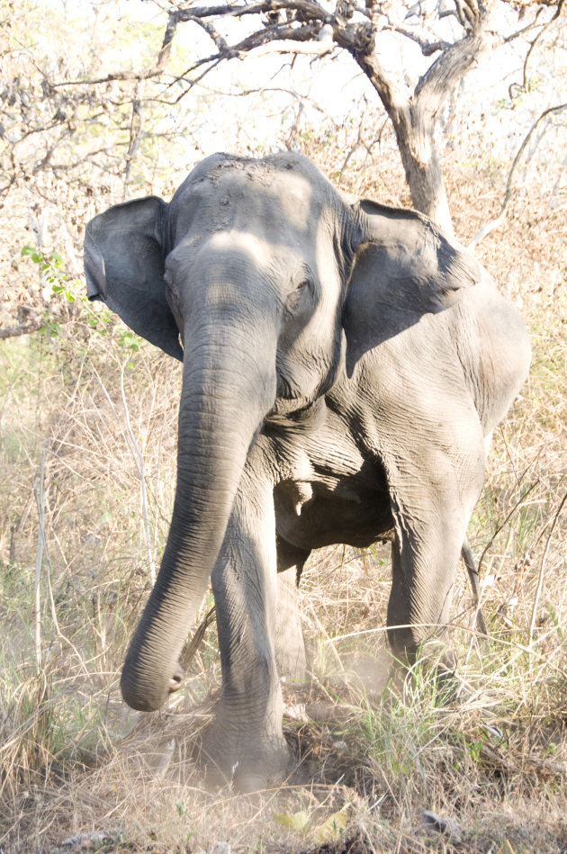 Elephant attack