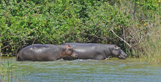 Dekking zoekende Hippo's!