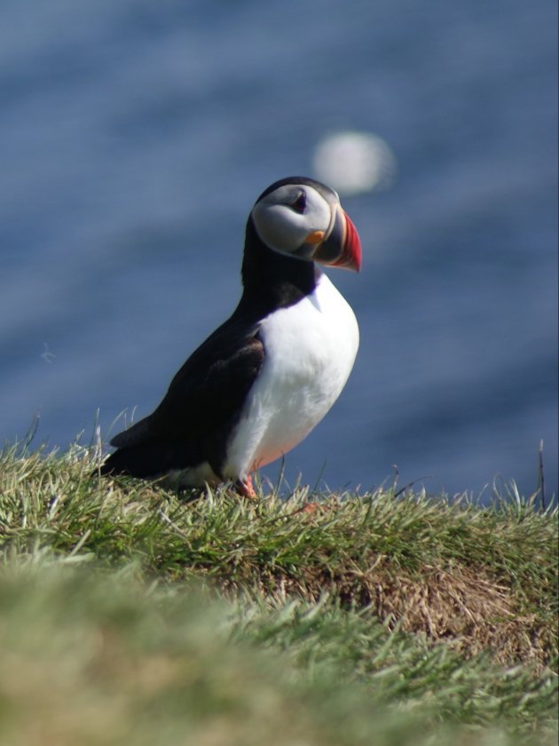 Een fotogenieke vogel...