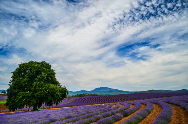 Lavendeltuin Tasmanië