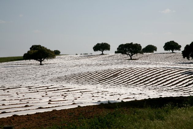 Abstract landschap in de Alentejo