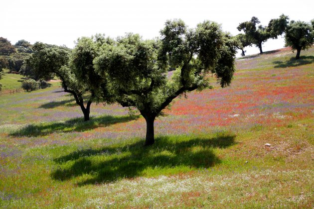 Een ander landschap Alentejo