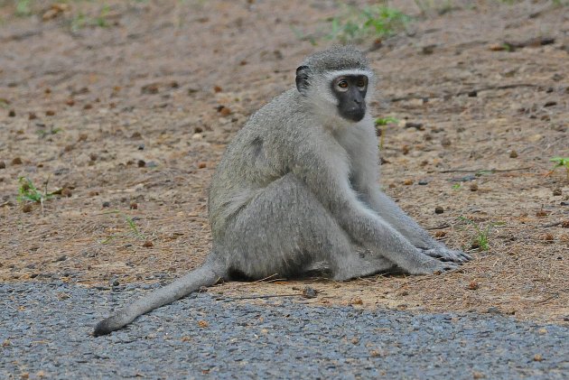 Vervet Monkey in afwachting!