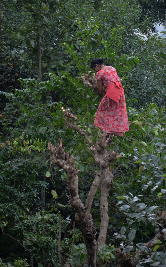 Hoog in de bomen.