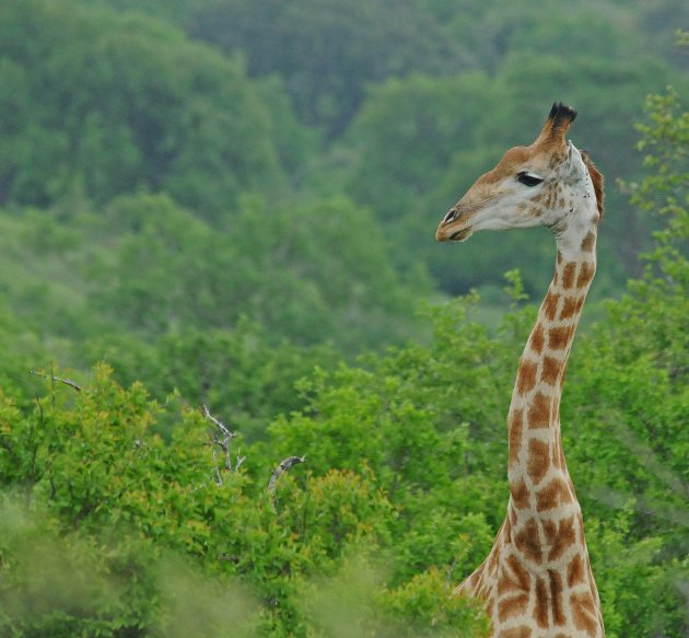 Soepele Giraffe!