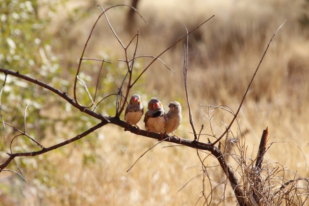 Vogelgezinnetje in de woestijn