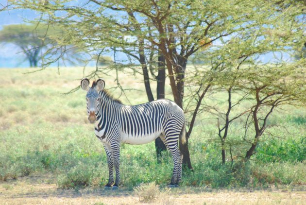 Grevyzebra in Buffolo Springs