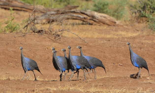 vulturine guinea fowl