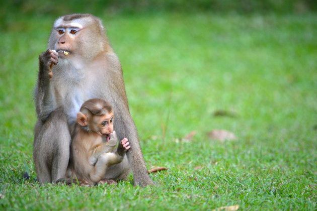 A mother's love