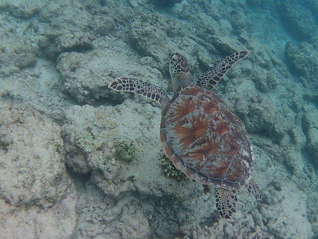 Gili schildpad