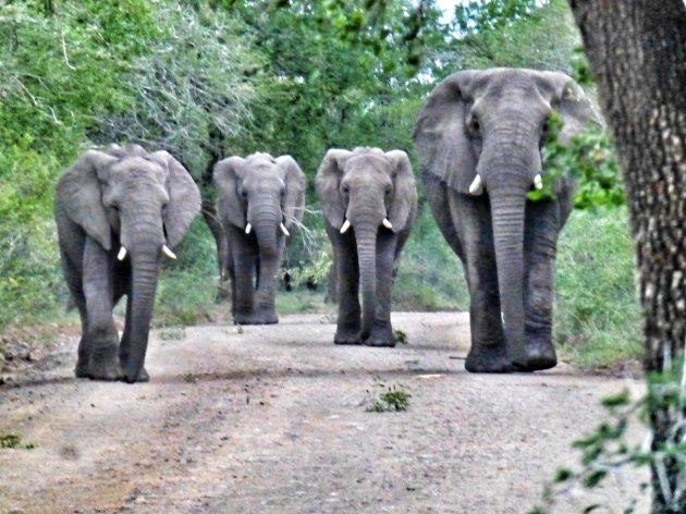 Vier Musketiers olifanten