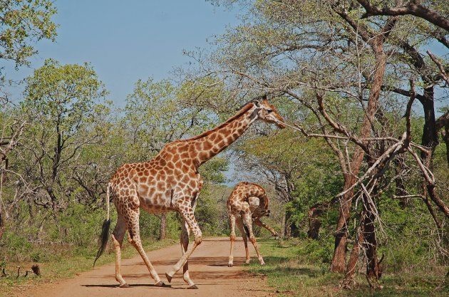Overstekende Giraffe!