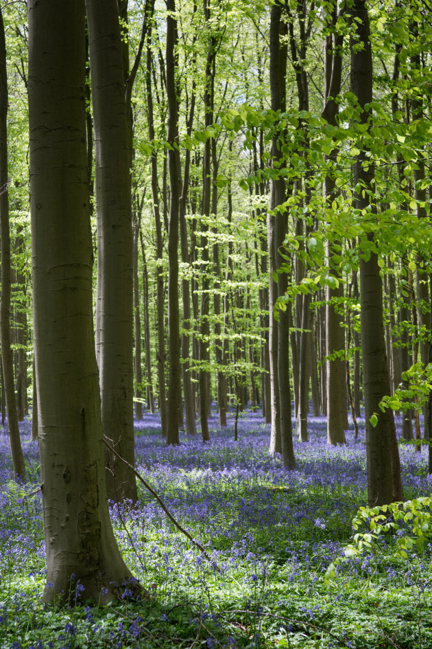 Hallerbos