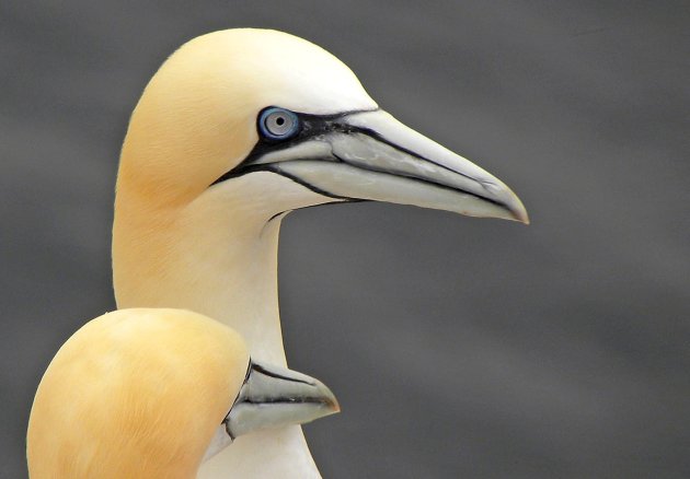 Zeevogels op Helgoland