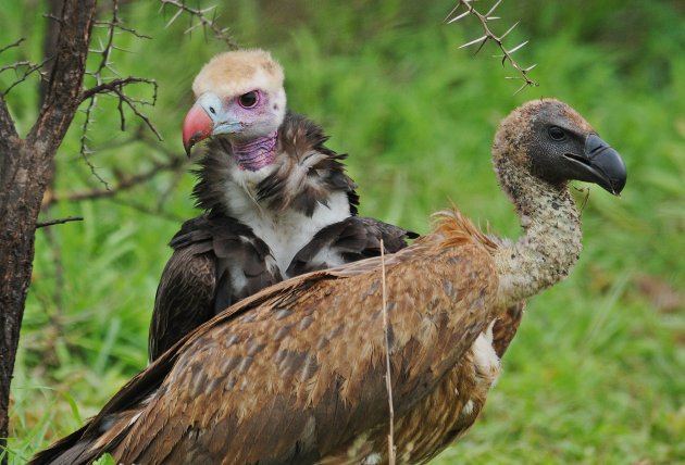 White-backed Vulture versus White-headed Vulture!