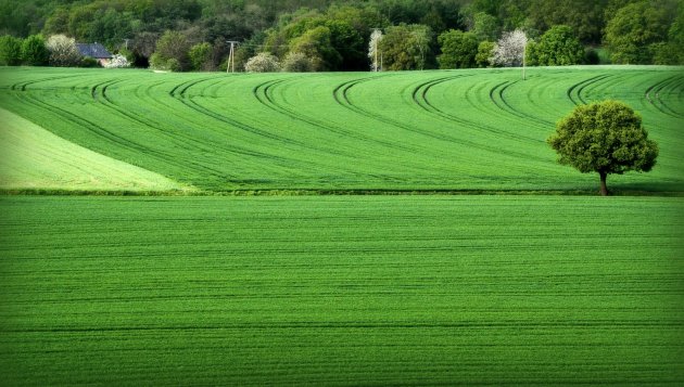 Fietsen door het landschap van de Nederrijn