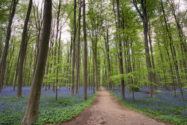 Een bos vol paarse bloemetjes