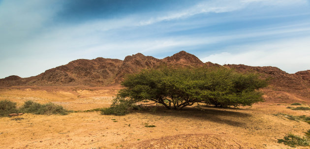 Eenzame bomen