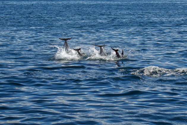 Walvis safari