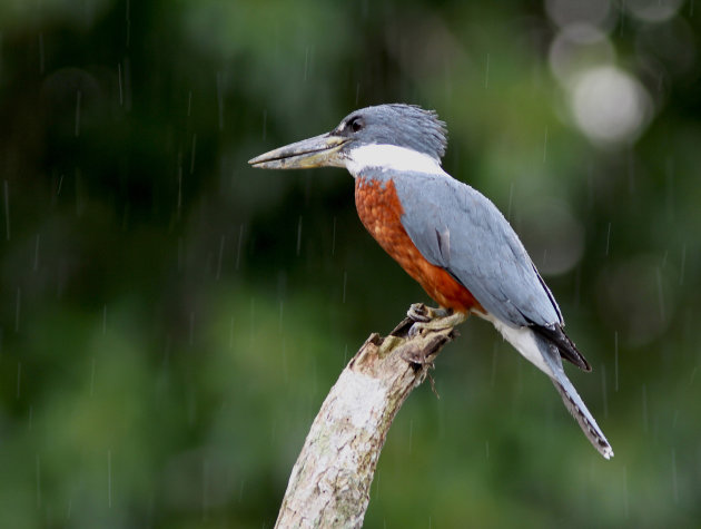 Amerikaanse reuzenijsvogel