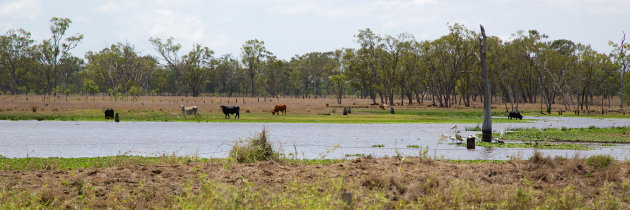 Nederlands plaatje in Queensland, Oost Australië.