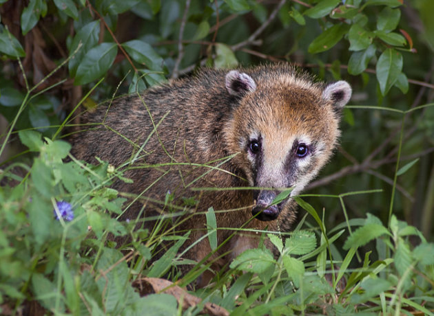 Coatimundi 