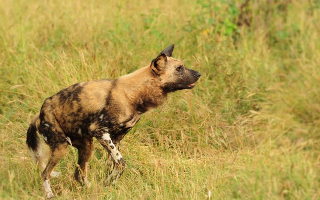 Afrkaanse wilde hond