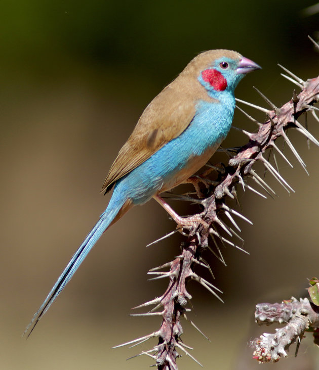 Vogeltje met blozende wangen