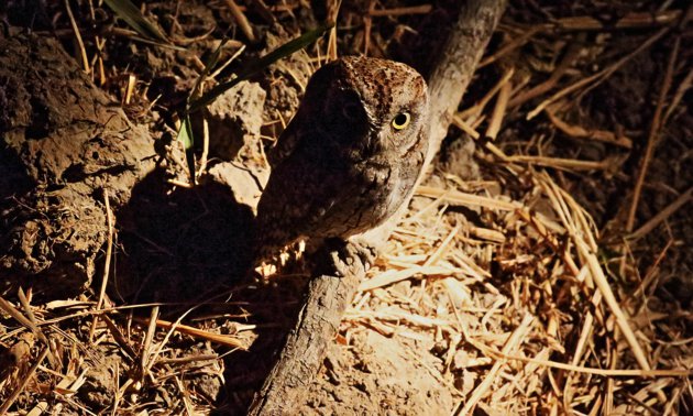 Pearl spotted owlet