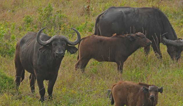 Groep Kaapse Buffels met jong!