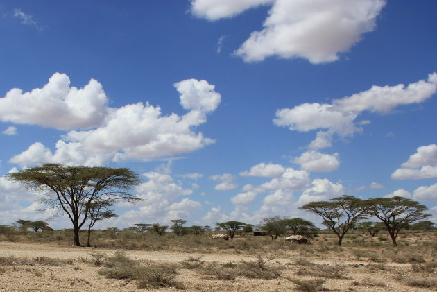 acacia landschap