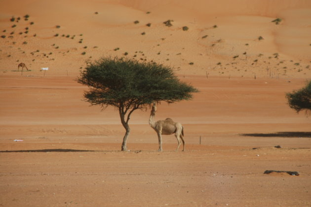 Kameel in de Wahibi Sands woestijn, Oman