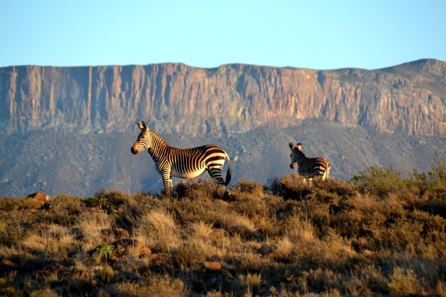 Bergzebra's bij morgendstond