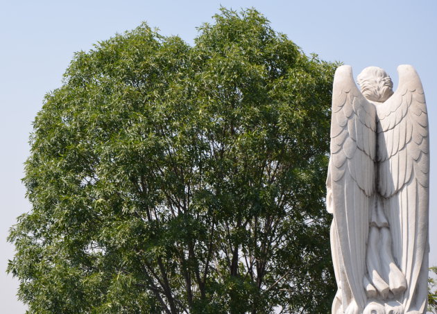 Angels spotten op de top van de Basilica