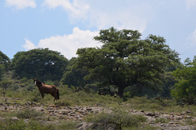 Wilde paarden spotten in natuurgebied los Organos