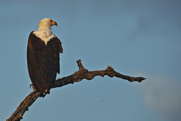 Fish Eagle