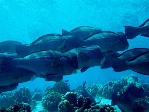 Bumphead parrotfish