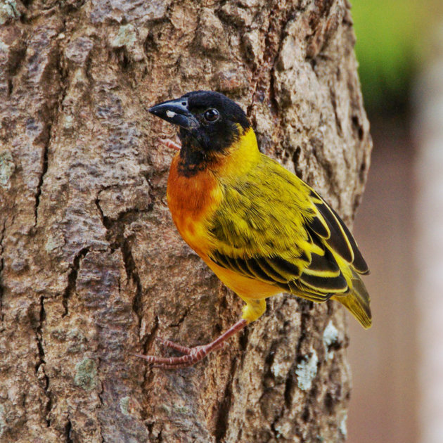 Masked Weaver