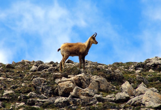 Chamois encounter