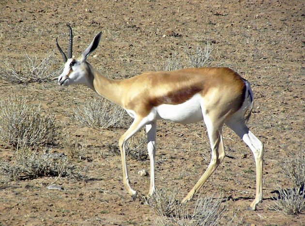 Springbokkie